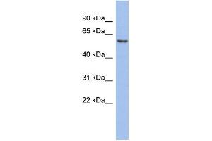 WB Suggested Anti-GTF2H1 Antibody Titration:  0. (GTF2H1 antibody  (Middle Region))