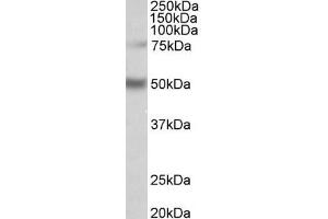 ABIN870666 (1µg/ml) staining of Human Hippocampus lysate (35µg protein in RIPA buffer). (ULK3 antibody  (AA 445-458))