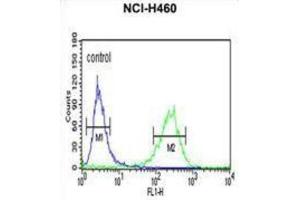 Flow Cytometry (FACS) image for anti-phosphatidylserine Decarboxylase (PISD) antibody (ABIN3003933) (PISD antibody)