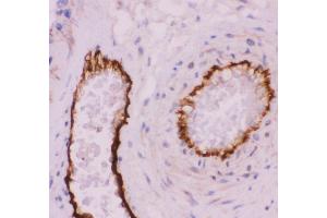 Anti-CD31 Picoband antibody,  IHC(P): Human Placenta Tissue (CD31 antibody  (AA 28-382))