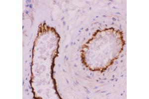 Anti-CD31 Picoband antibody,  IHC(P): Human Placenta Tissue