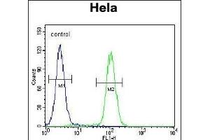 KI Antibody (C-term) (ABIN655488 and ABIN2845010) flow cytometric analysis of Hela cells (right histogram) compared to a negative control cell (left histogram). (KIAA0999 (AA 1233-1263), (C-Term) antibody)