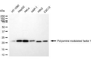 Western blotting analysis using Polyamine modulated factor 1 antibody (ABIN7799872). (Recombinant PMF1 antibody)