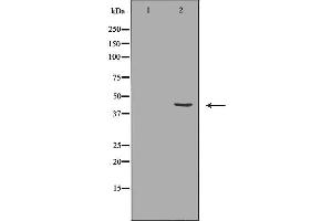 Western blot analysis of extracts of K562 lysate, using P2RY4antibody. (P2RY4 antibody  (C-Term))