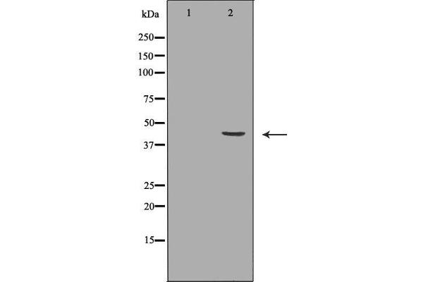 P2RY4 Antikörper  (C-Term)