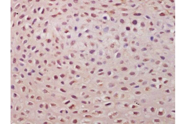 TSPYL5 antibody  (AA 251-350)