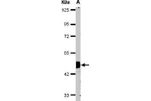 Western blot analysis of 30 ug of whole cell lysate (A:HeLa S3) using a 10 % SDS PAGE gel and Flotillin 2 antibody at a dilution of 1:1000 (Flotillin 2 antibody)