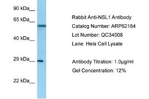 Western Blotting (WB) image for anti-NSL1, MIND Kinetochore Complex Component, Homolog (NSL1) (C-Term) antibody (ABIN2789054) (NSL1 antibody  (C-Term))