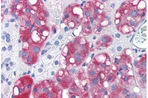 Human Adrenal (formalin-fixed, paraffin-embedded) stained with LYPD3 antibody ABIN351429 at 15 ug/ml followed by biotinylated goat anti-rabbit IgG secondary antibody ABIN481713, alkaline phosphatase-streptavidin and chromogen. (LYPD3 antibody  (C-Term))