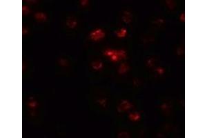 Immunofluorescence (IF) image for anti-Teashirt Zinc Finger Homeobox 2 (tshz2) (N-Term) antibody (ABIN1031648) (TSHZ2 antibody  (N-Term))