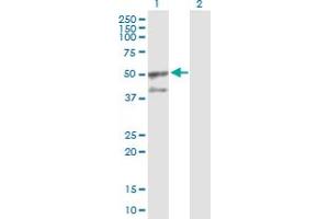 Western Blot analysis of GORASP2 expression in transfected 293T cell line by GORASP2 MaxPab polyclonal antibody. (GORASP2 antibody  (AA 1-452))