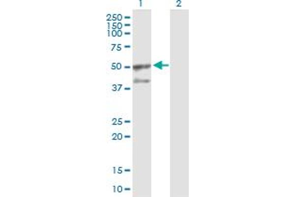 GORASP2 Antikörper  (AA 1-452)