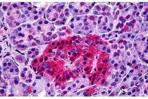 Human Pancreas: Formalin-Fixed, Paraffin-Embedded (FFPE) (NTSR1 antibody  (AA 181-230))