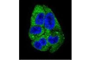 Confocal immunofluorescent analysis of DARS1 Antibody (N-term) Cat. (DARS antibody  (N-Term))