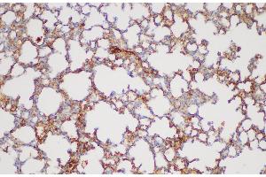 Immunohistochemistry of paraffin-embedded Mouse lung using FGA Polycloanl Antibody at dilution of 1:200 (FGA antibody)