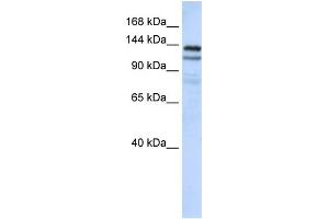 WB Suggested Anti-NOMO1 Antibody Titration: 0. (NOMO1 antibody  (C-Term))