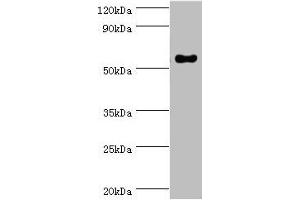 Western blot All lanes: IFNGR1 antibody at 2 μg/mL + Mouse lung tissue Secondary Goat polyclonal to rabbit IgG at 1/10000 dilution Predicted band size: 55, 22 kDa Observed band size: 55 kDa (IFNGR1 antibody  (AA 270-489))