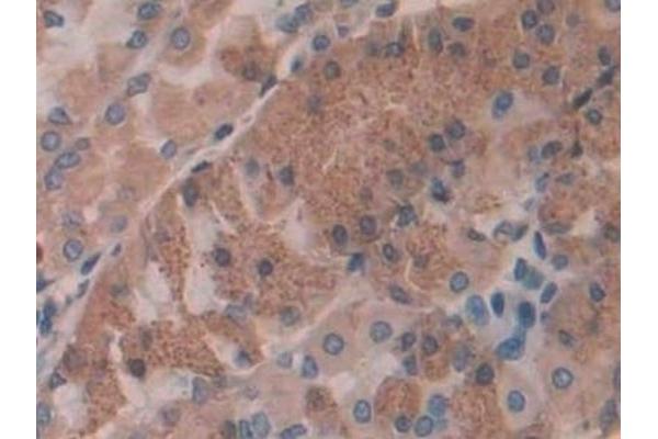 Interleukin 35 antibody  (AA 23-219)