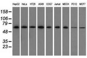 Image no. 1 for anti-Sorting Nexin 9 (SNX9) antibody (ABIN1501044) (SNX9 antibody)