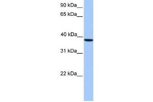 Western Blotting (WB) image for anti-Casein Kinase 2, alpha Prime Polypeptide (CSNK2A2) antibody (ABIN2459692)