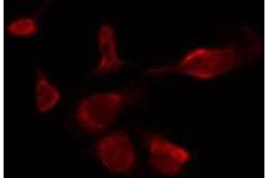 ABIN6277846 staining HepG2 by IF/ICC. (INSRR antibody  (N-Term))