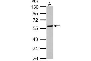 WB Image Sample (30 ug of whole cell lysate) A: U87-MG 10% SDS PAGE antibody diluted at 1:1000 (DLD antibody)