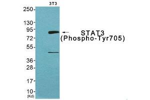 Western Blotting (WB) image for anti-Signal Transducer and Activator of Transcription 3 (Acute-Phase Response Factor) (STAT3) (pTyr705) antibody (ABIN1847535) (STAT3 antibody  (pTyr705))