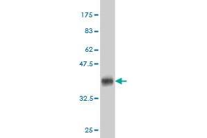 Western Blot detection against Immunogen (36. (PLEKHO2 antibody  (AA 392-490))