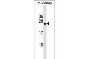 GRPEL2 Antibody (N-term) (ABIN1539025 and ABIN2838203) western blot analysis in mouse kidney tissue lysates (35 μg/lane). (GRPEL2 antibody  (N-Term))