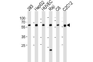 Western blot analysis of lysates from 293, HepG2, HUVEC, Raji, rat C6, mouse C2C12 cell line (from left to right), using SPHK1 Antibody  (ABIN391346 and ABIN2841367). (SPHK1 antibody  (AA 286-315))