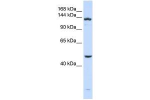 Western Blotting (WB) image for anti-ADAM Metallopeptidase with thrombospondin Type 1 Motif, 18 (ADAMTS18) antibody (ABIN2459683) (ADAMTS18 antibody)