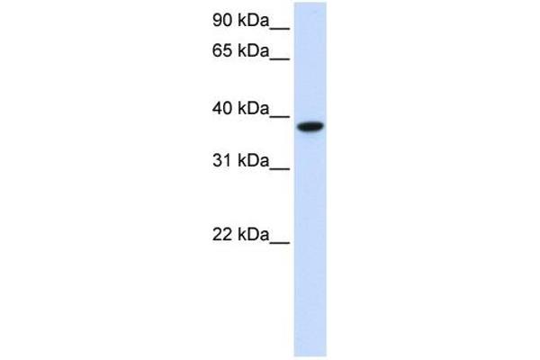 GLT8D2 antibody  (C-Term)
