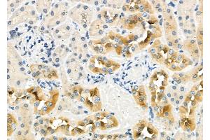 ABIN6262907 and ABIN6276982 at 1/100 staining Rat kidney tissue by IHC-P.