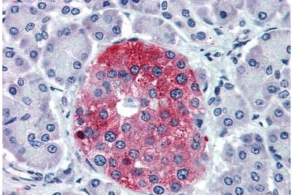 Trace Amine Associated Receptor 8 (TAAR8) (N-Term) antibody