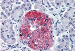Anti-TAAR8 / TA5 antibody IHC staining of pancreas, human.