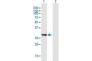 Western Blot analysis of AES expression in transfected 293T cell line by AES MaxPab polyclonal antibody. (AES antibody  (AA 1-264))