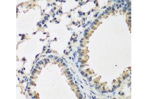 Immunohistochemistry of paraffin-embedded Mouse lung using BMP2 Polyclonal Antibody at dilution of 1:200 (40x lens). (BMP2 antibody)