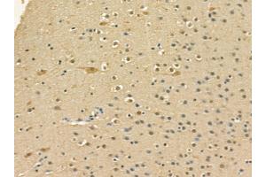 KSR2 Mouse Monoclonal Antibody at 1/100 staining mouse brain tissue by IHC-P.