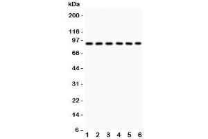 Western blot testing of Oct-1 antibody and Lane 1:  rat liver;  and human samples 2: placenta;  3: Jurkat;  4: HeLa;  5: A549;  6: SMMC-7721. (POU2F1 antibody  (AA 11-240))