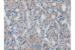 IHC-P analysis of Human Stomach Tissue, with DAB staining. (IDE antibody  (AA 753-973))