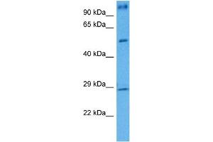 Host:  Mouse  Target Name:  BDNF  Sample Tissue:  Mouse Testis  Antibody Dilution:  1ug/ml (BDNF antibody  (Middle Region))