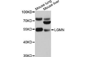 Western blot analysis of extracts of mouse lung and mouse liver cells, using LGMN antibody. (LGMN antibody)