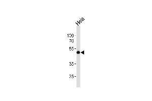 Western blot analysis of lysate from Hela cell line, using WWTR1 Antibody (C-term) (ABIN6243336 and ABIN6577794). (WWTR1 antibody  (C-Term))