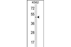 ME1 Antibody (C-term) (ABIN1537187 and ABIN2848923) western blot analysis in K562 cell line lysates (35 μg/lane).