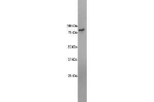 Blots of whole HeLa cell lysates blotted with ABIN1842252. (EWSR1 antibody)