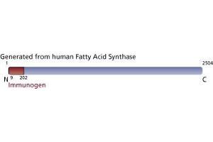 Image no. 4 for anti-Fatty Acid Synthase (FASN) (AA 9-202) antibody (ABIN968279) (Fatty Acid Synthase antibody  (AA 9-202))