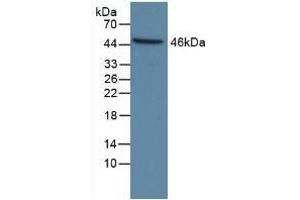 Figure. (Caspase 9 antibody  (AA 331-416))