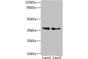Western blot All lanes: POLR3F antibody at 8 μg/mL Lane 1: Hela whole cell lysate Lane 2: HepG2 whole cell lysate Secondary Goat polyclonal to rabbit IgG at 1/10000 dilution Predicted band size: 36 kDa Observed band size: 36 kDa (POLR3F antibody  (AA 1-270))