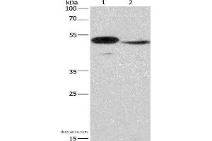 Western blot analysis of Mouse panceas tissue and NIH/3T3 cell, using IRF9 Polyclonal Antibody at dilution of 1:380