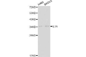 Western blot analysis of extracts of various cell lines, using IL1A antibody. (IL1A antibody)